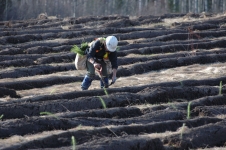 Kapuskasing reforestation project (2)
